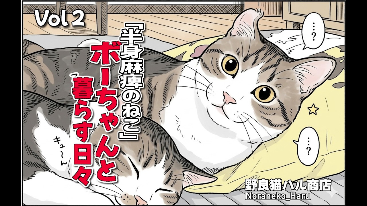 「半身麻痺のねこ」ボーちゃんと暮らす日々😸Vol02