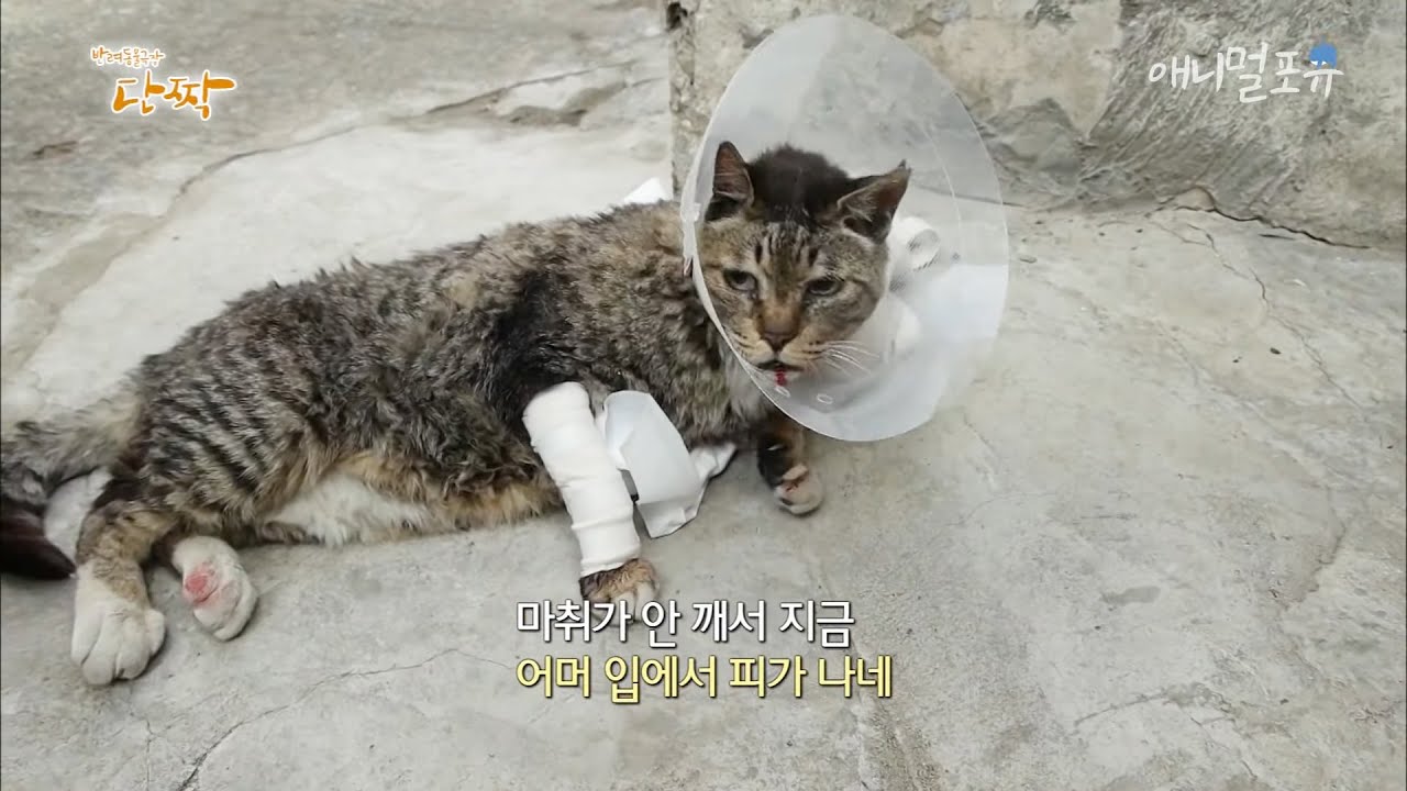 [동물다큐] 최고령 길냥이 곰돌이, 주민들의 도움으로 수술받는 날｜할아버지의 이중생활 (3/4), KBS 150617 방송