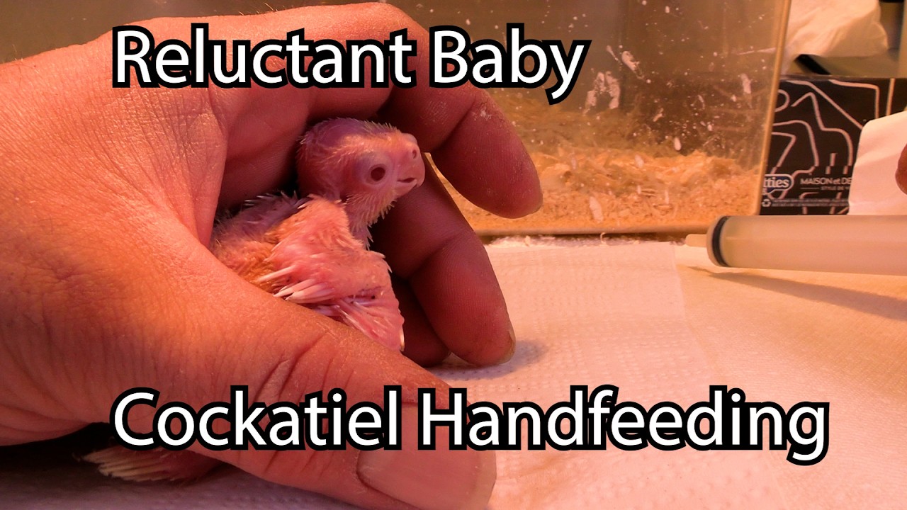 Reluctant Baby Cockatiel Handfeeding - New Clutch 1st video