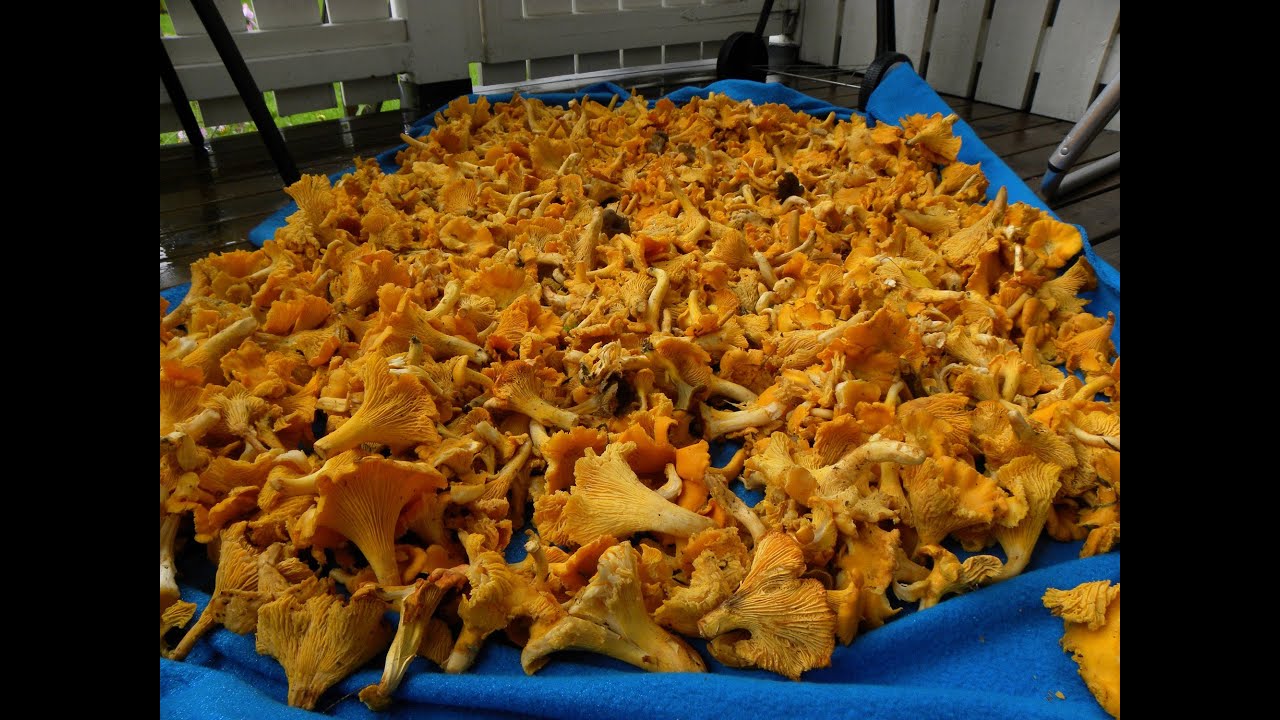 80 kg kantareller, chantarellers 2013 !