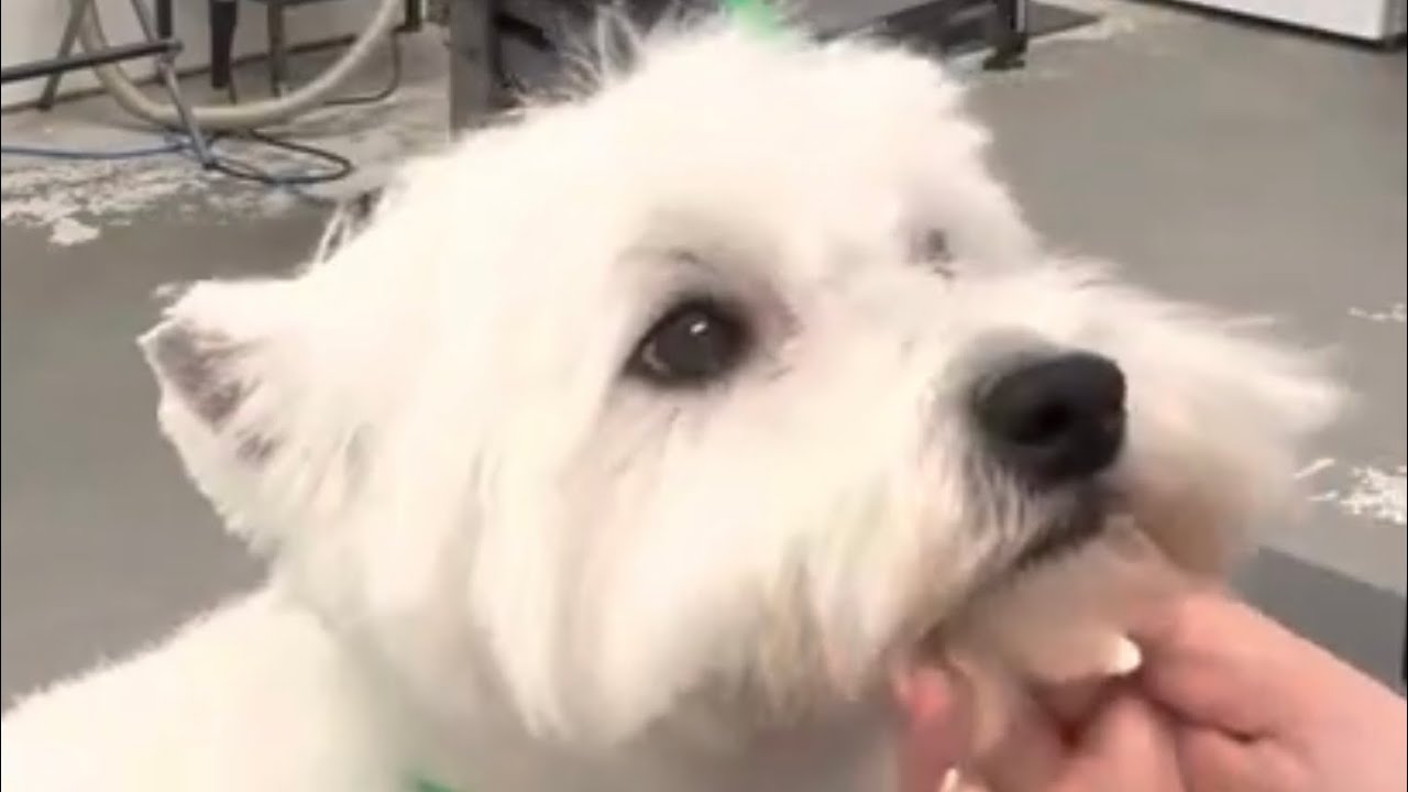 We groom this adorable Westie