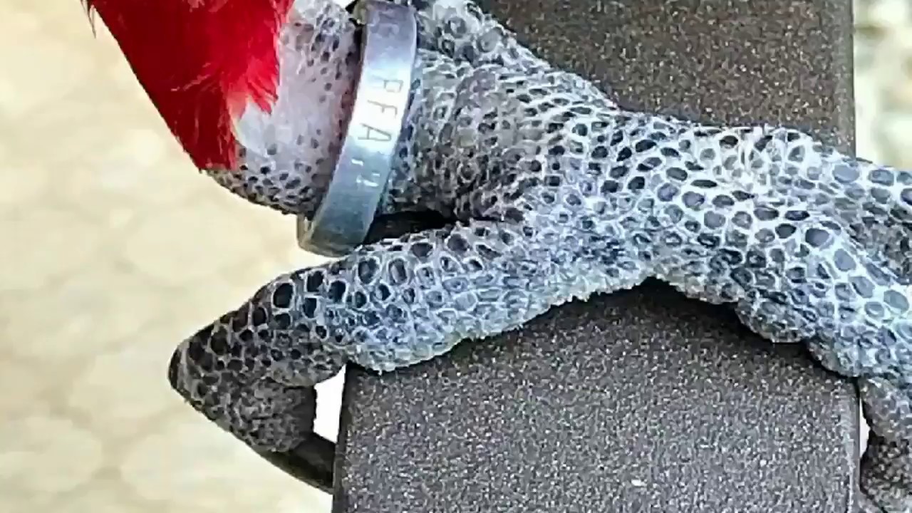 Bird Leg Band Identification | Bird ID