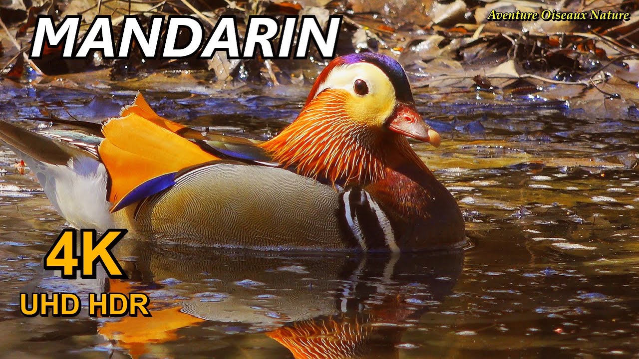 Canard Mandarin Qui Fait Courir Les Foules -  Oiseaux Rares - Cri Et Chant - 4K UHD