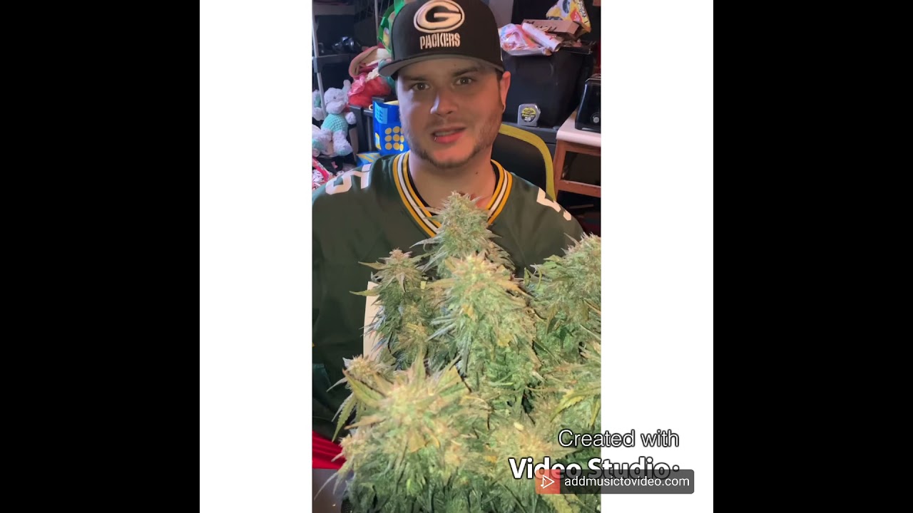 Brother Mendel&rsquo;s Selection Thank You Berry Munch HARVESTED 80days full