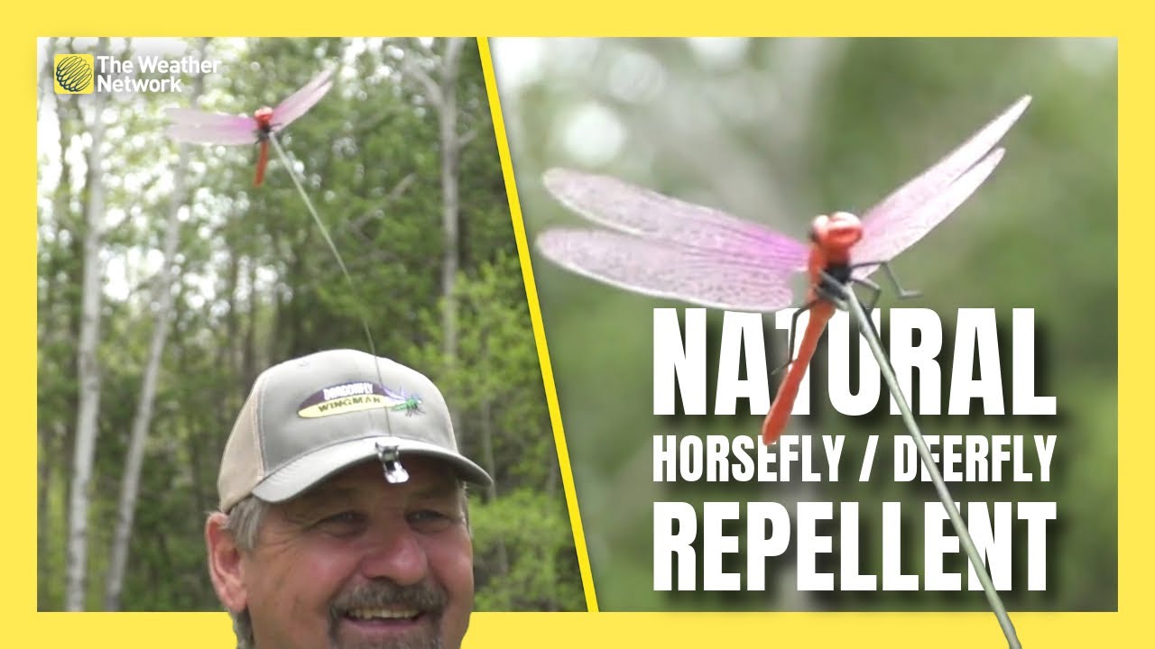 Dragonfly Inspires Canadian Bug Repellent Invention