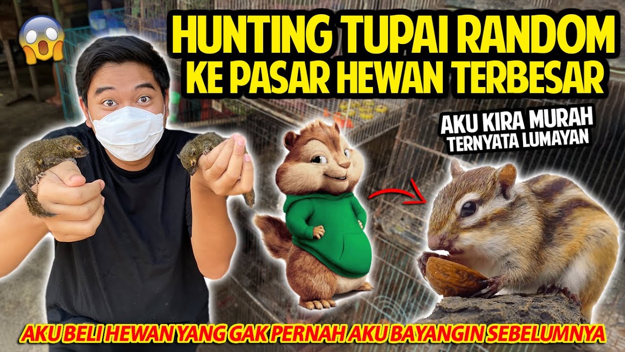 HUNTING HEWAN DI PASAR HEWAN TERBESAR BANDUNG! BUNGKUS TUPAI RANDOM BUAT DIPELIHARA! LUCU BANGET!