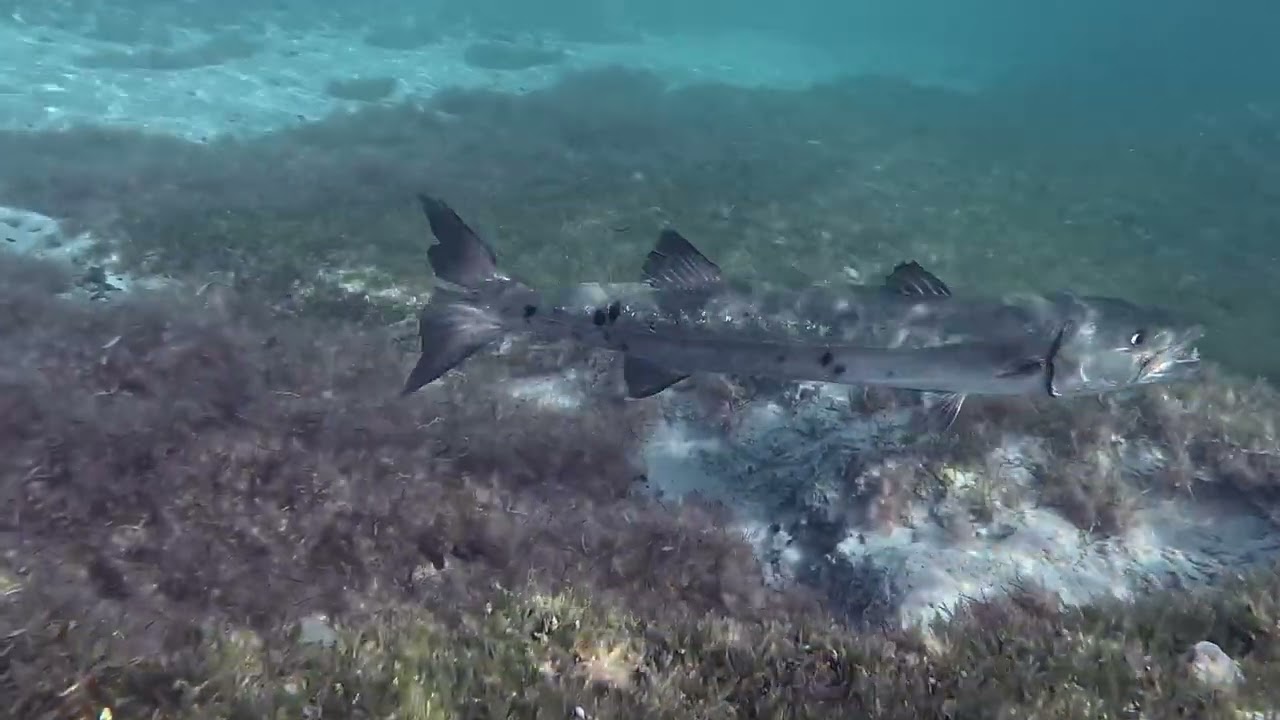 St. John Underwater-Season 5-Episode 15- Francis Bay