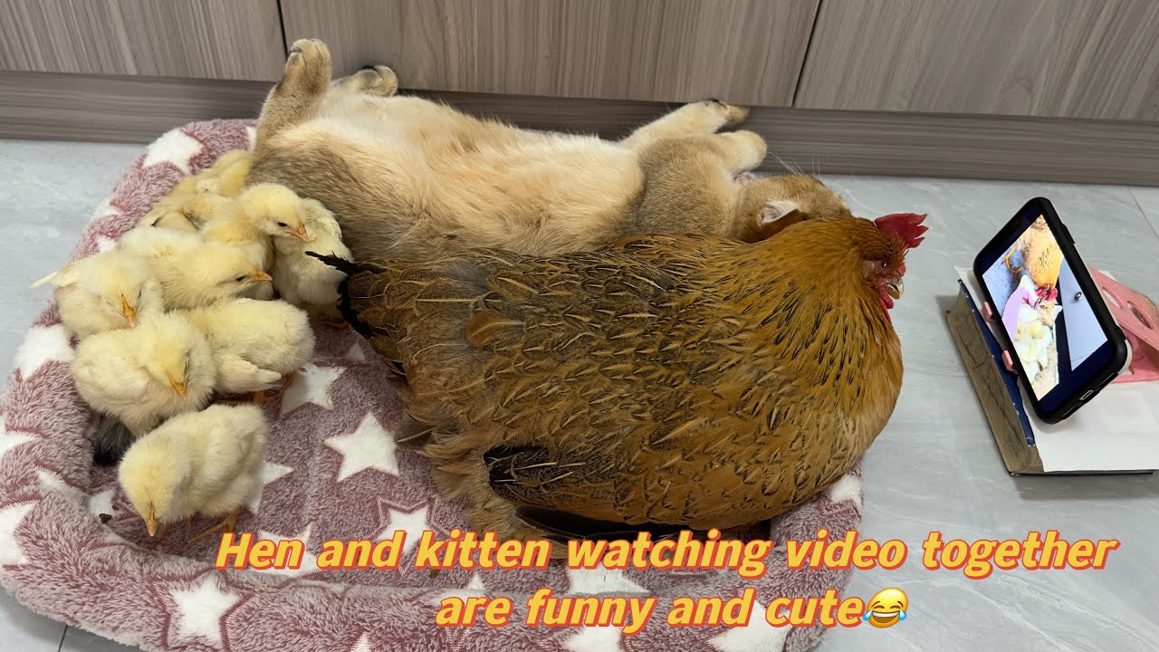 It is interesting for hens and kittens and chickens to watch movies together.Cute animal video🐥🐈