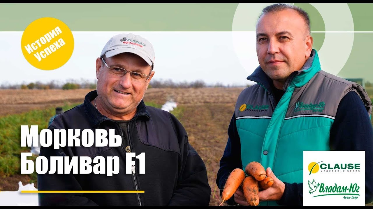 Морковь Боливар F1 Clause | История Успеха | Украина, Херсонская область