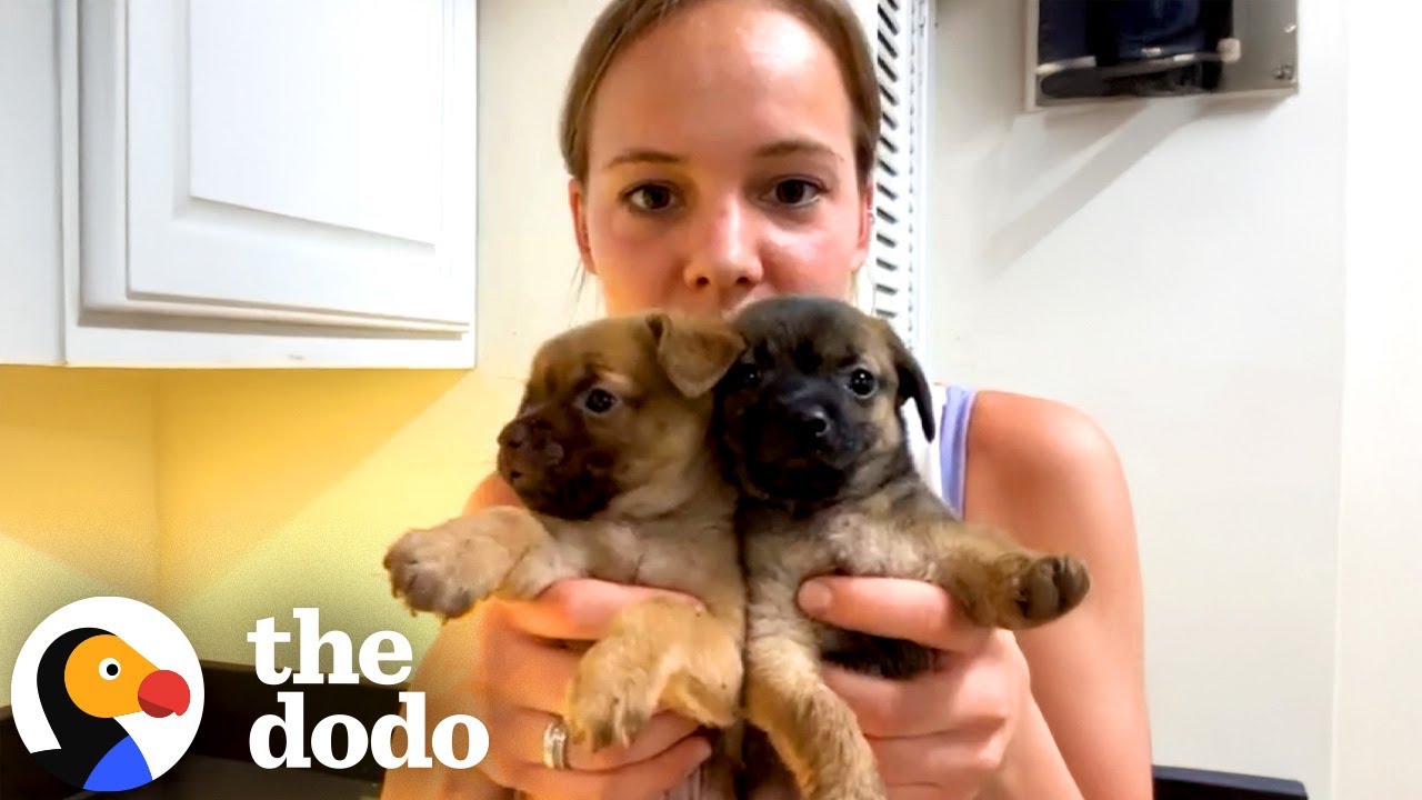 Puppies Can't Believe It When Their Real Mom Gets Fostered Too | The Dodo