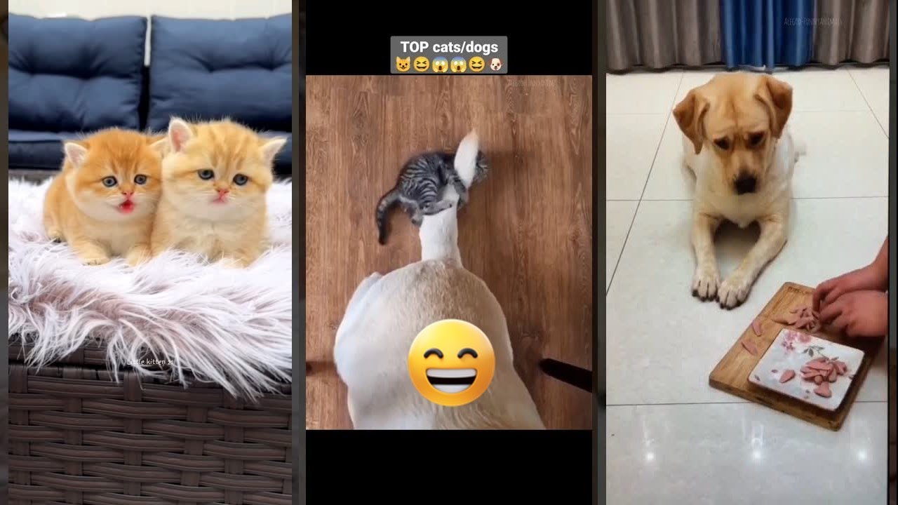 Funniest Cat 😸 kitten meowing crying 🐱 #FunnyCats Ep 5381