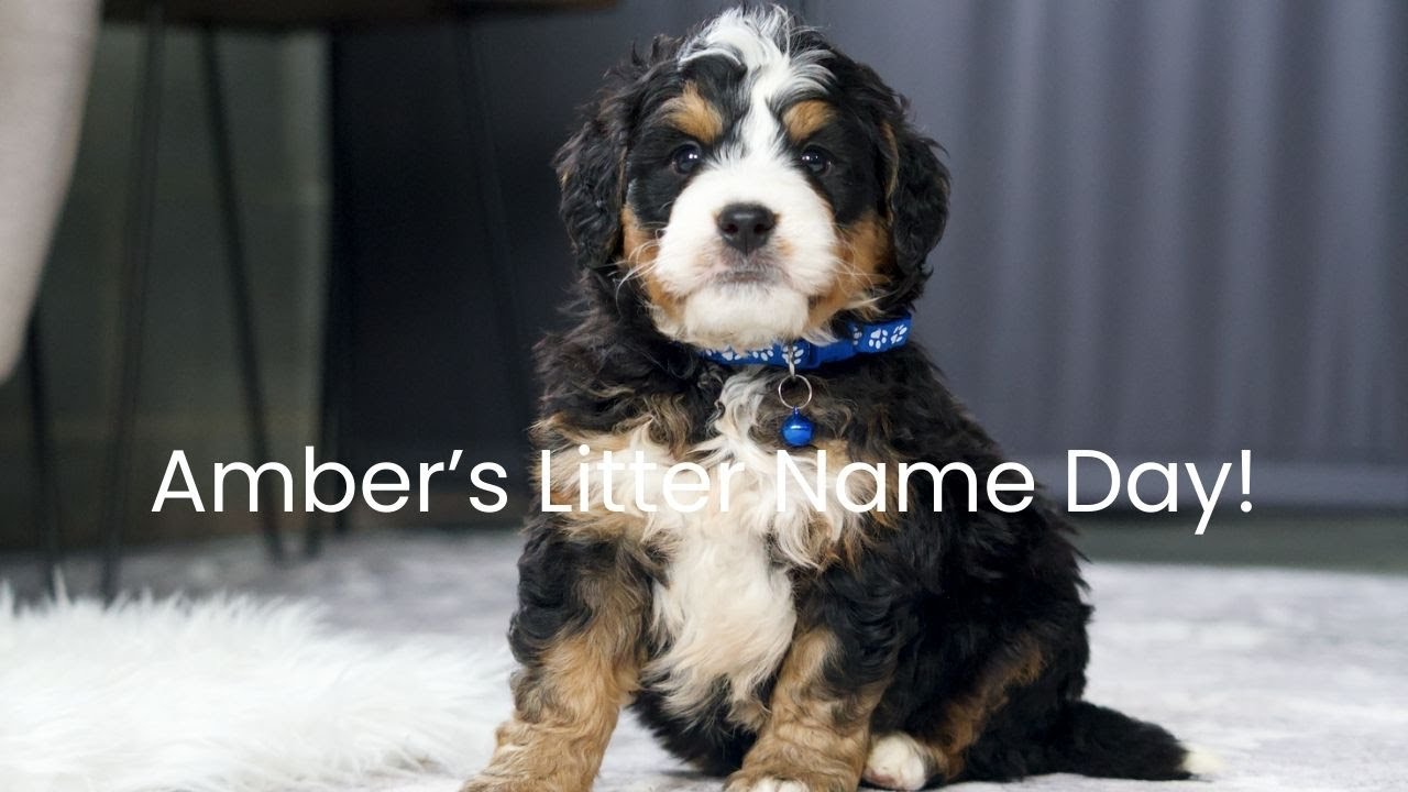 Amber's Bernedoodle Litter Name Day!