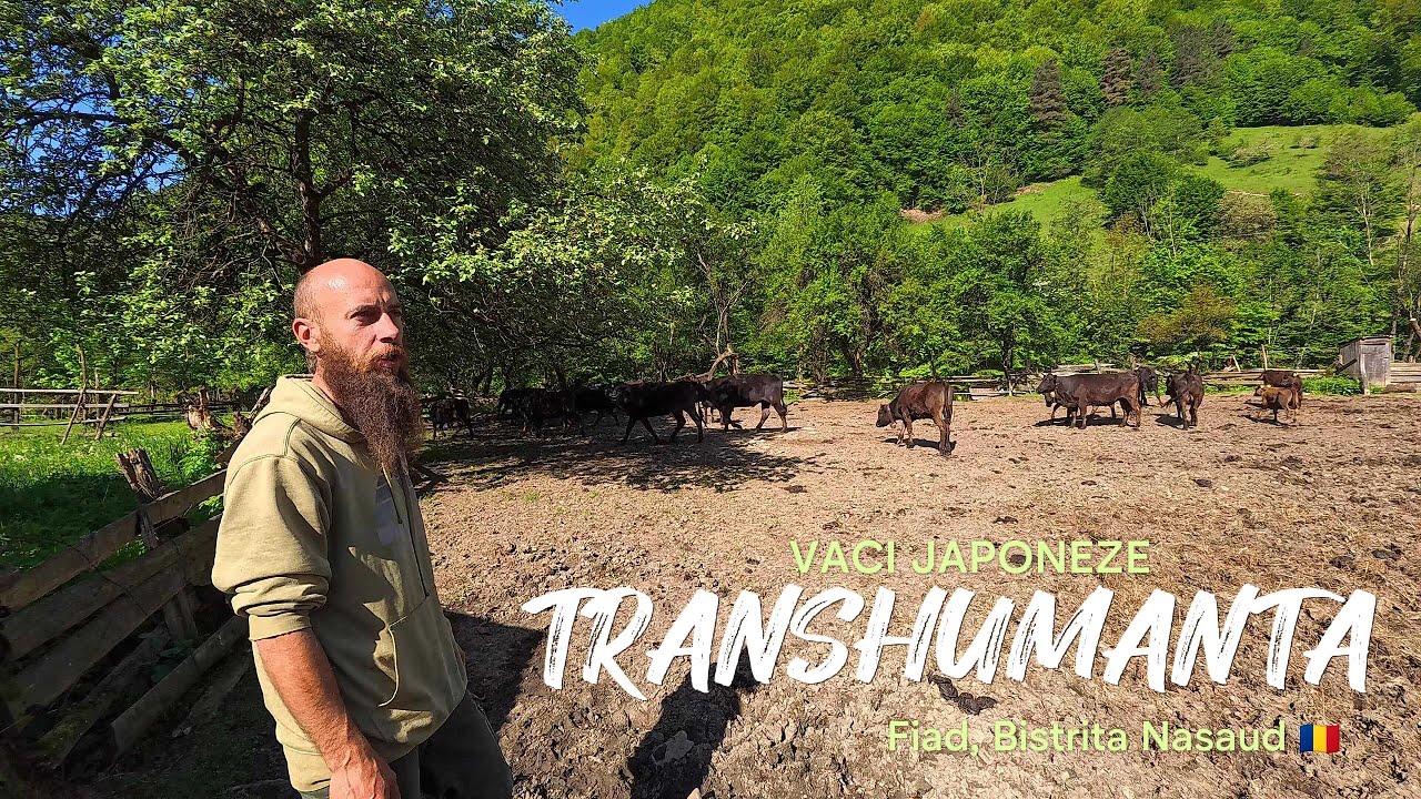 Transhumanță cu Vaci Japoneze la Telciu! 🇷🇴 Tu îți urmezi visul?