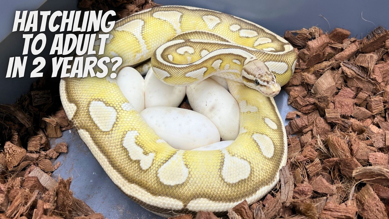 Everything you Need to Know About Feeding a Large Collection