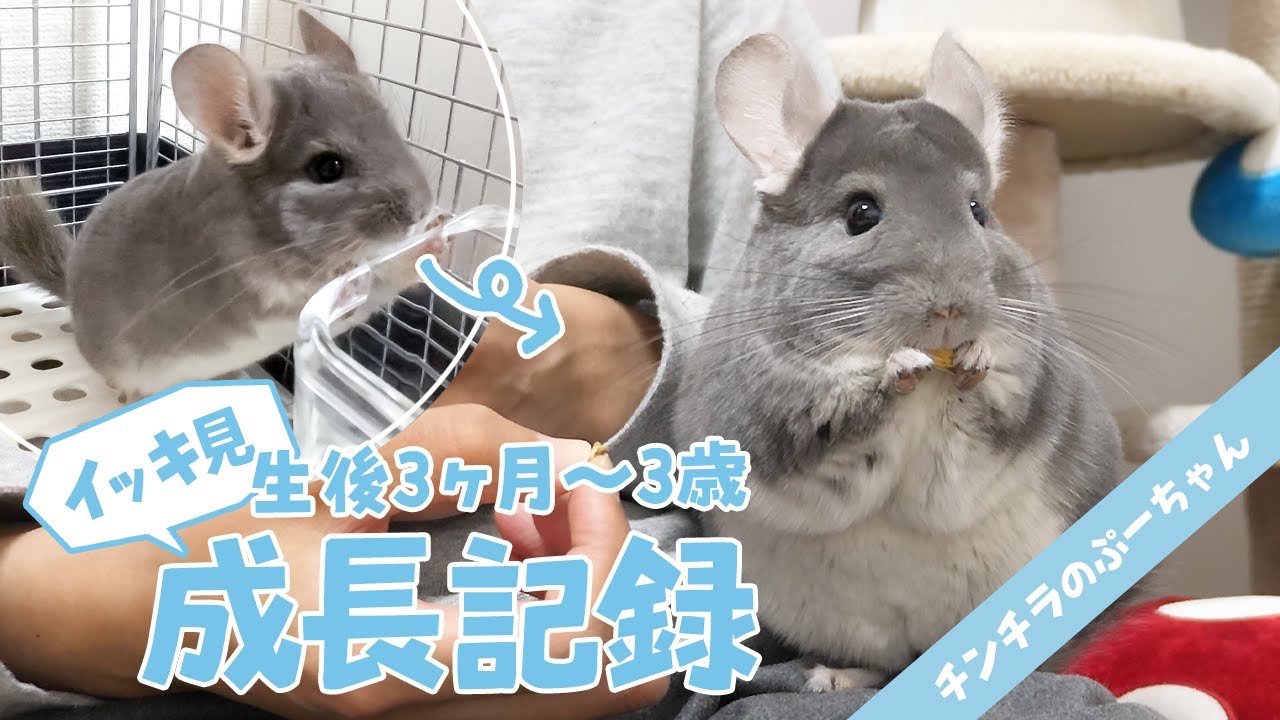 チンチラのぷーちゃんの成長記録！生後3ヶ月～3歳までをイッキ見