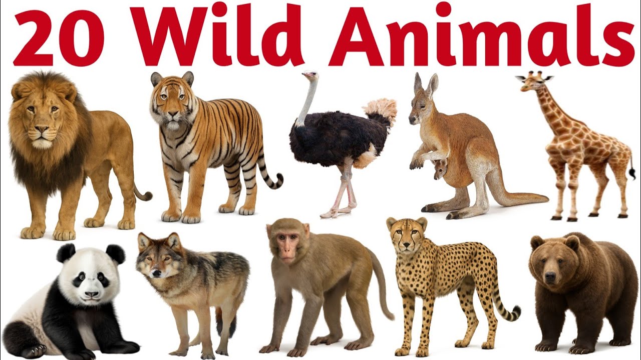 जंगली जानवरों के नाम | 20 Wild Animals for Kids | Learn Animal Names in English with Sounds & Fun
