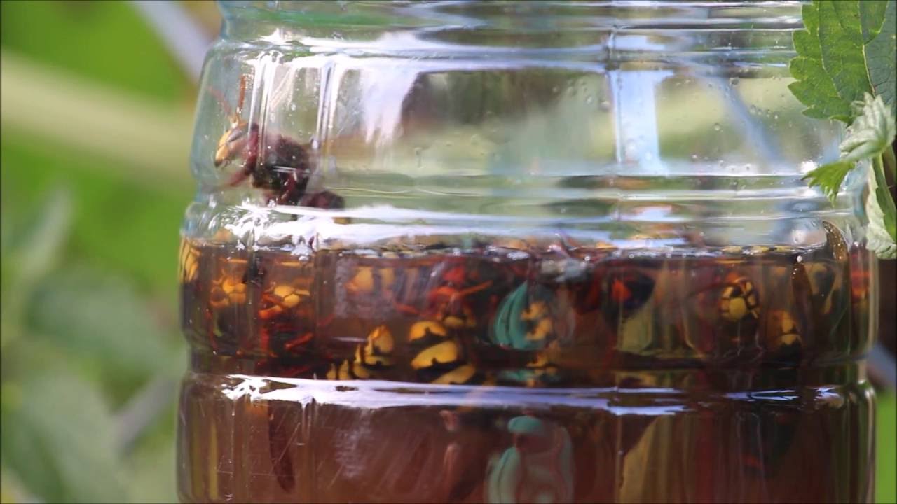 Pułapka na szerszenie - zrób to sam http://lovelygarden.pl/