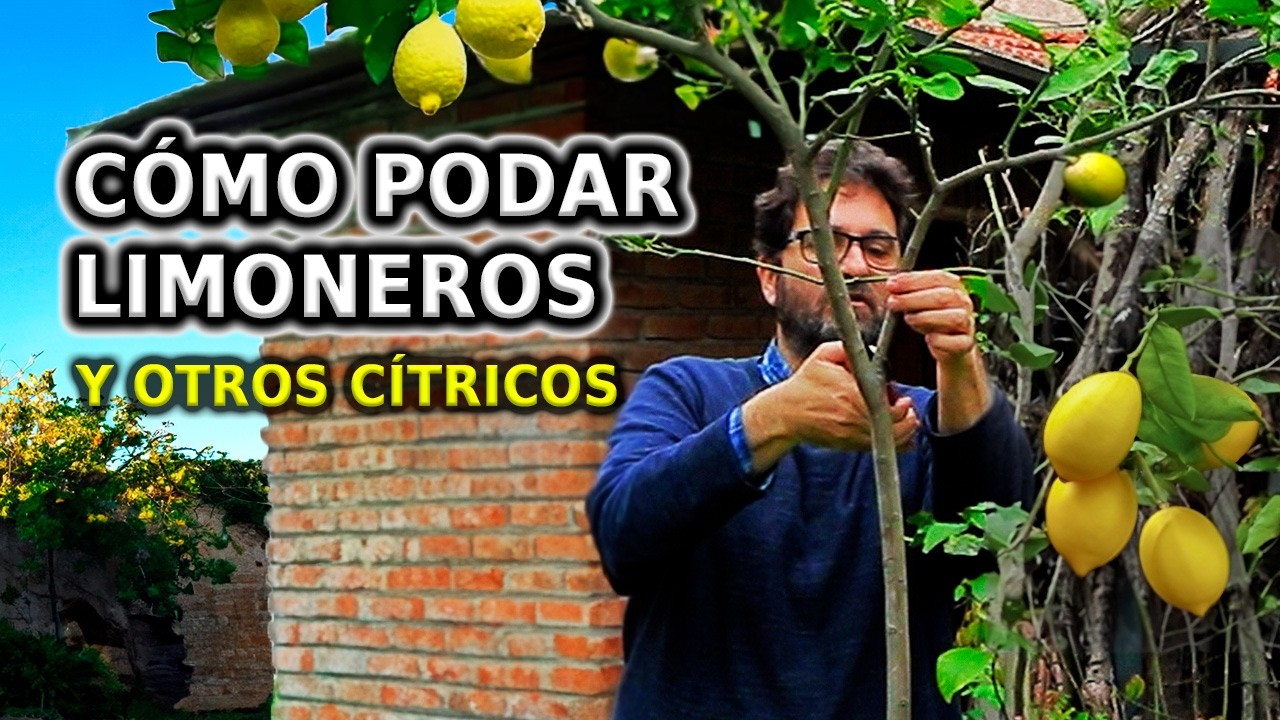 Cómo PODAR LIMONERO y otros Cítricos. Paso a Paso y Cuidados para no equivocarse