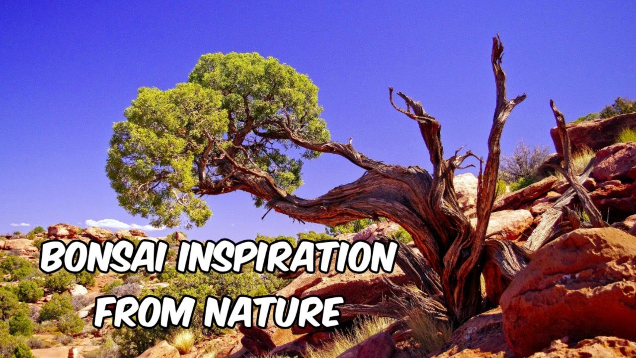 🌱Bonsai Inspiration From Nature 🌳 Mature Trees in Nature