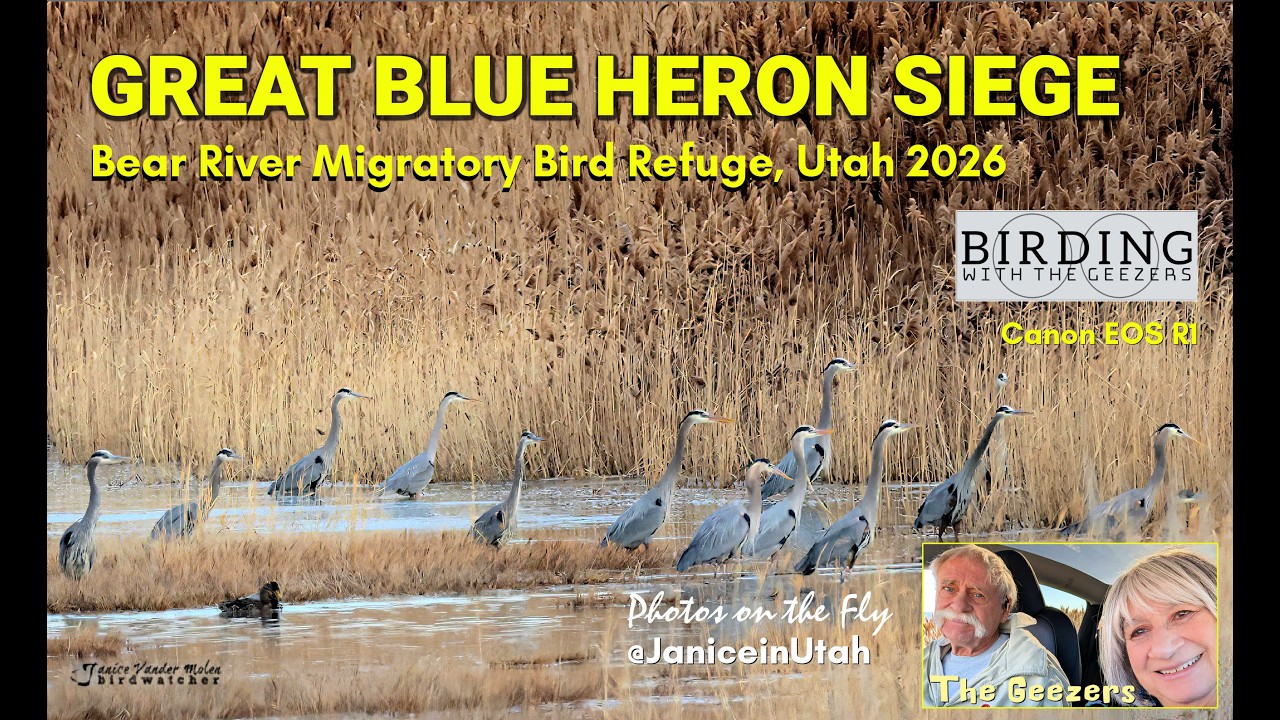 Great Blue Heron Siege