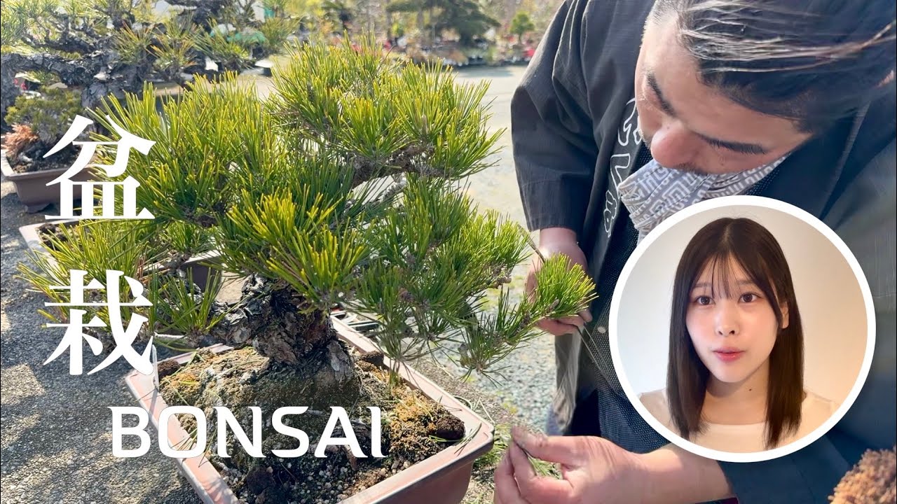 21歳が驚いた、盆栽職人の1日｜Bonsai Master