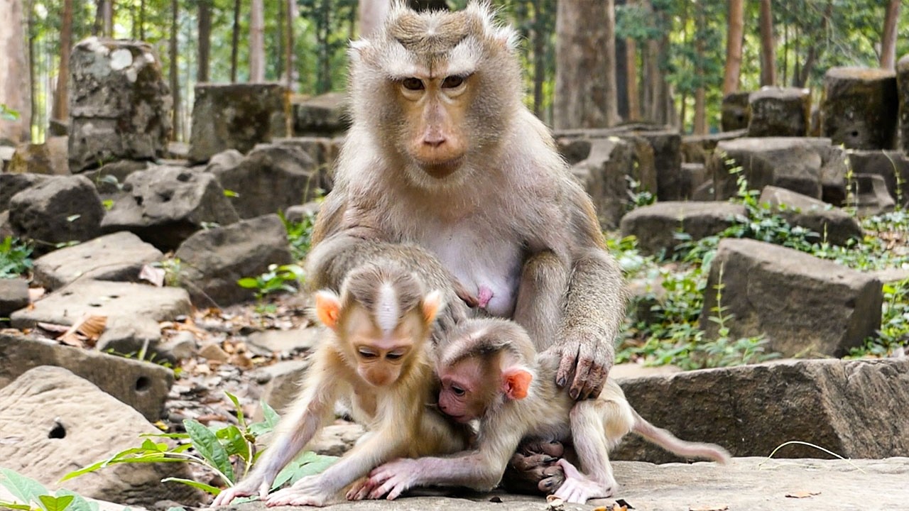 Nature at ease |Lucan visits & plays with Levy |Libby welcomes him with a kiss