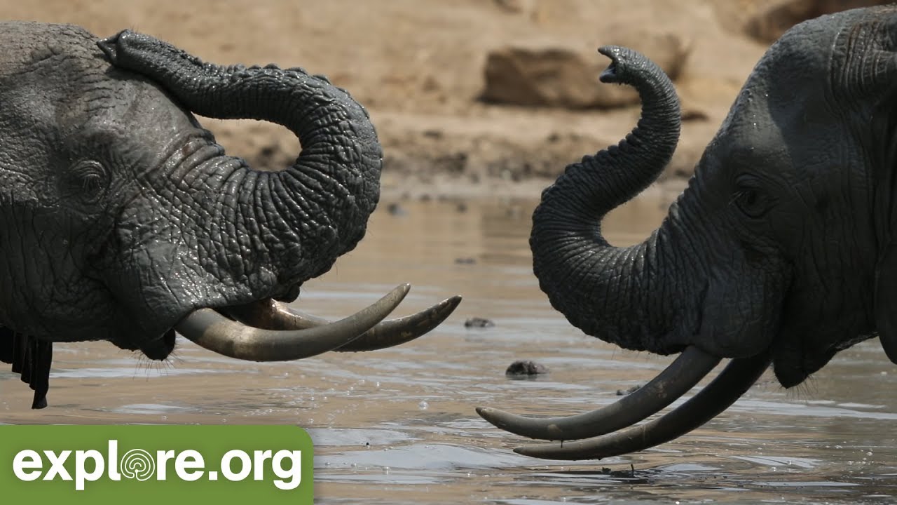 Five Fascinating Facts About Elephants - Never Stop Learning