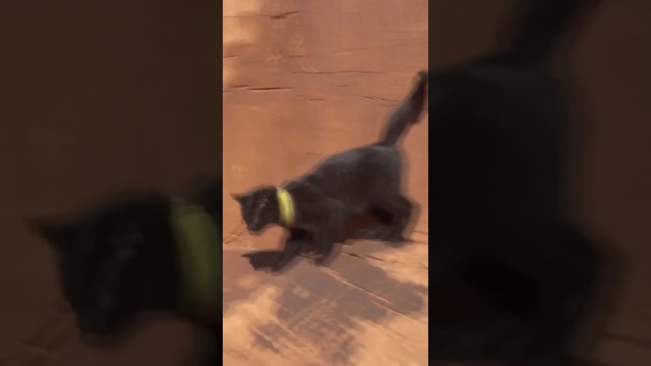 You won&rsquo;t believe my Cat&rsquo;s climbing skills!🐈&zwj;⬛ #adventurecat #trailtails #backpackingkitty