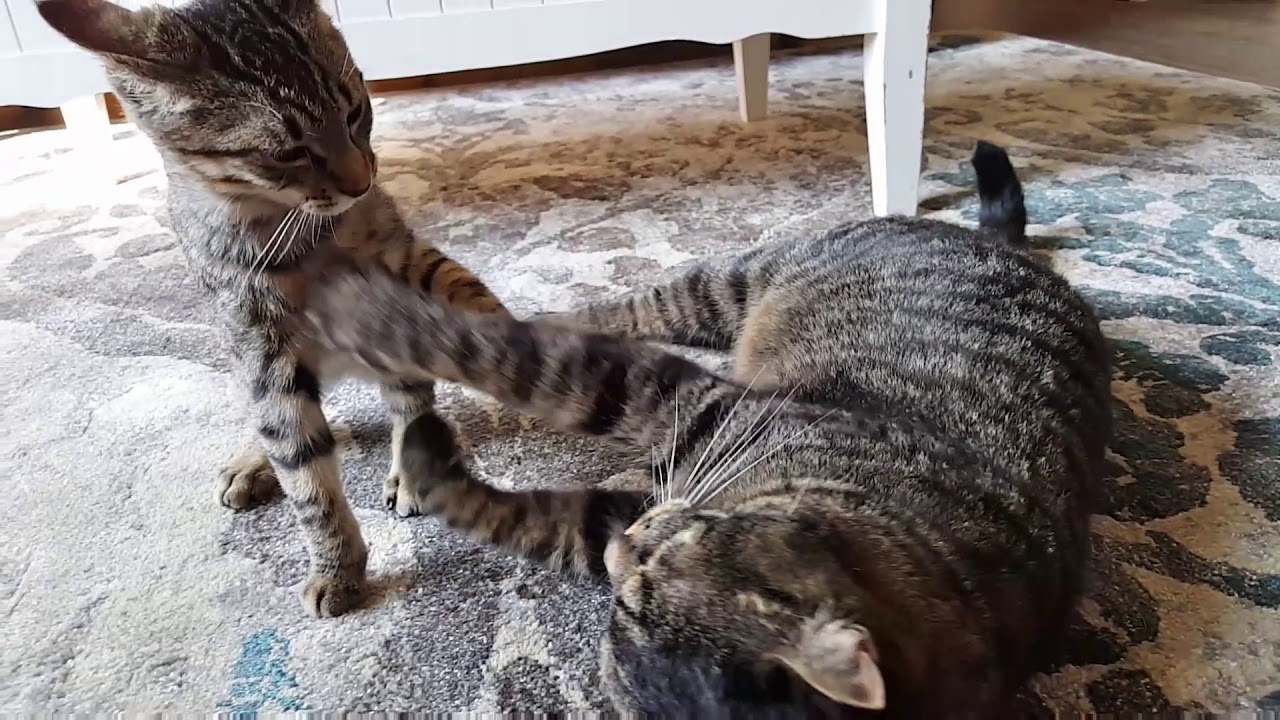 Kitten and Cat Playing | Stray Kitty Adopted By Our Family