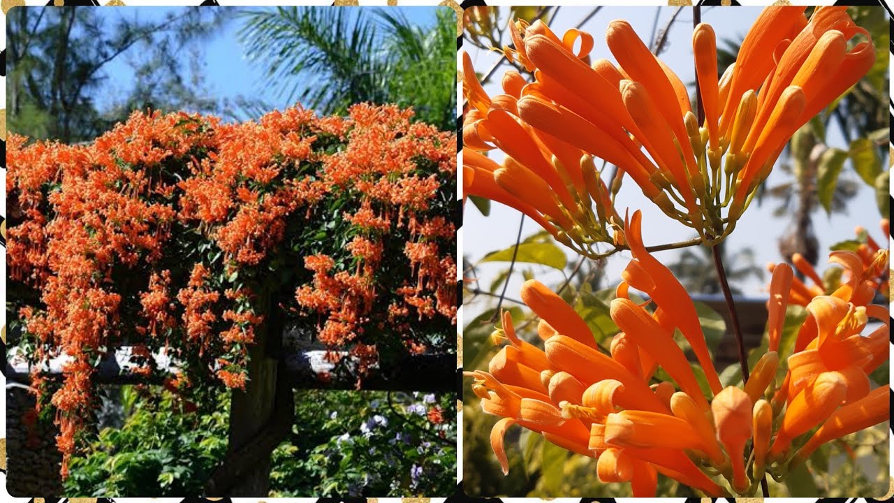 How to grow and care flame vine|| Pyrostegia venusta... 04/02/2020