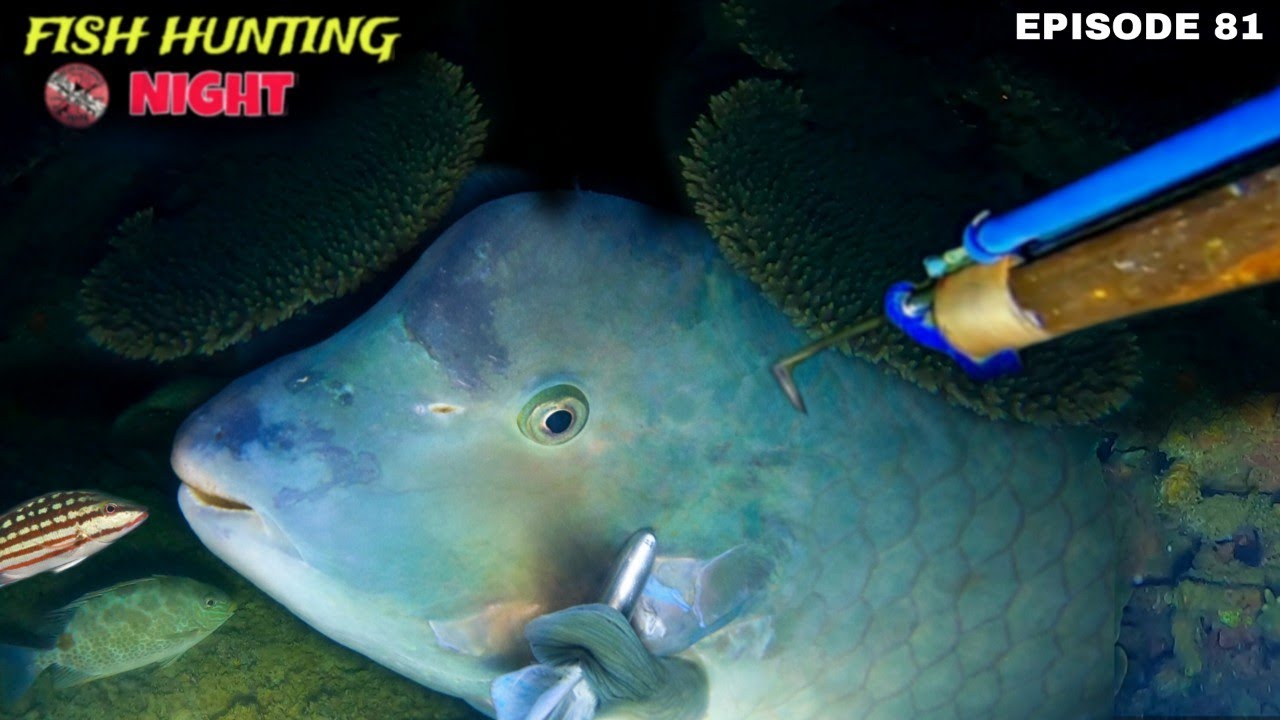 NIGHT SPEARFISHING EPISODE 80 FISH HUNTING NIGHT