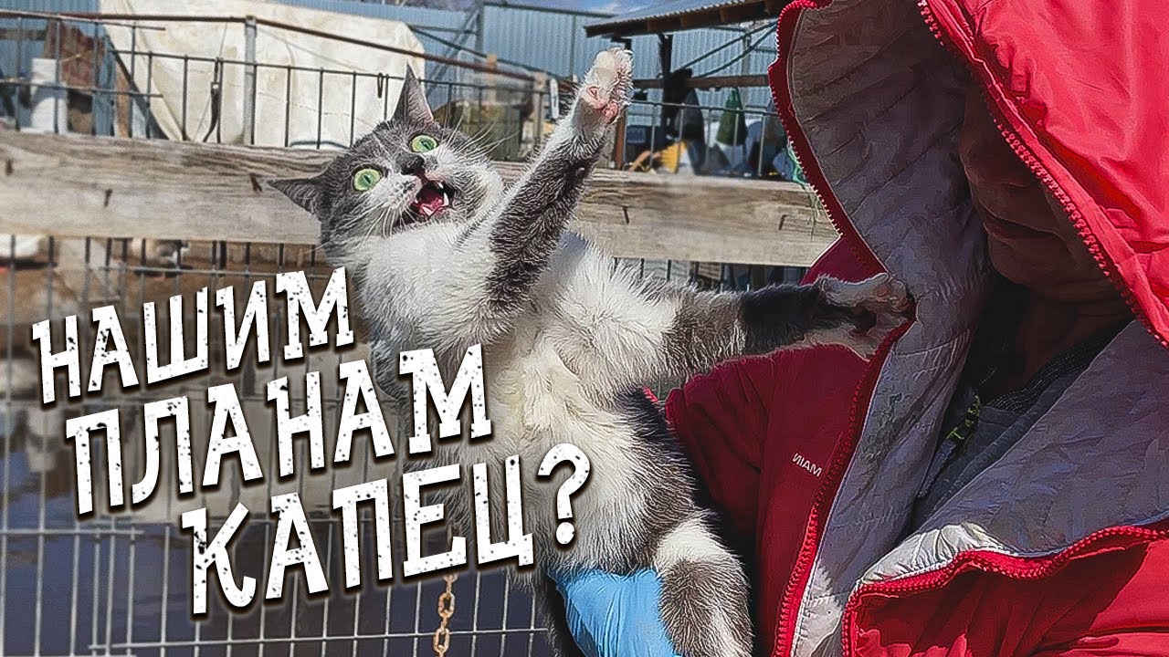 Cпасение животных/ Кто из питомцев поедет в новый дом?