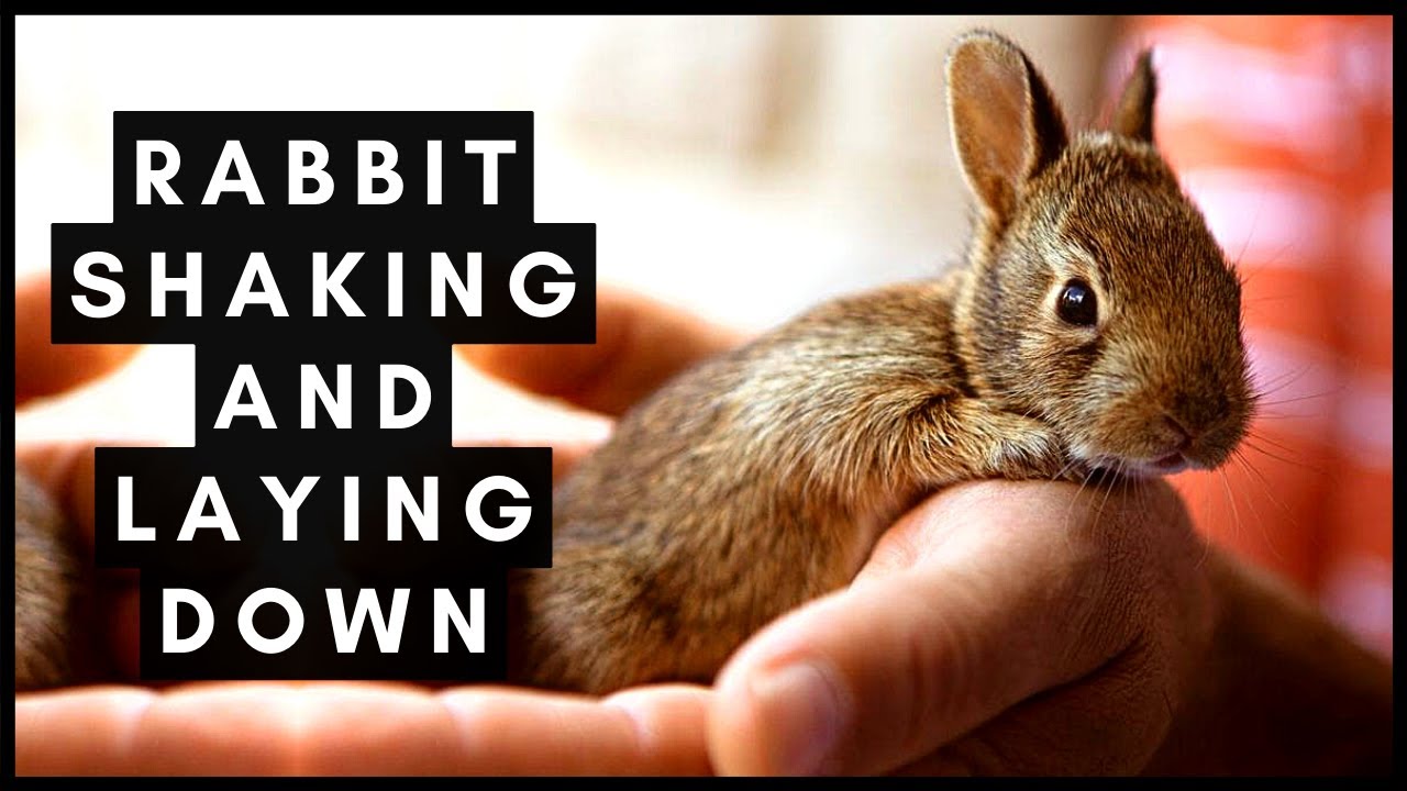Why is My Rabbit Shaking And Laying Down?