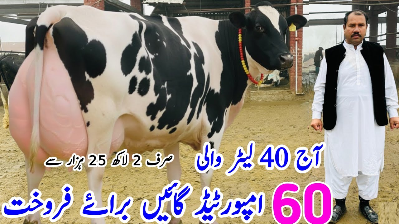 Big Offer 40+ Imported Milking Cows for Sale in Punjab Pakistan | New Video 2026