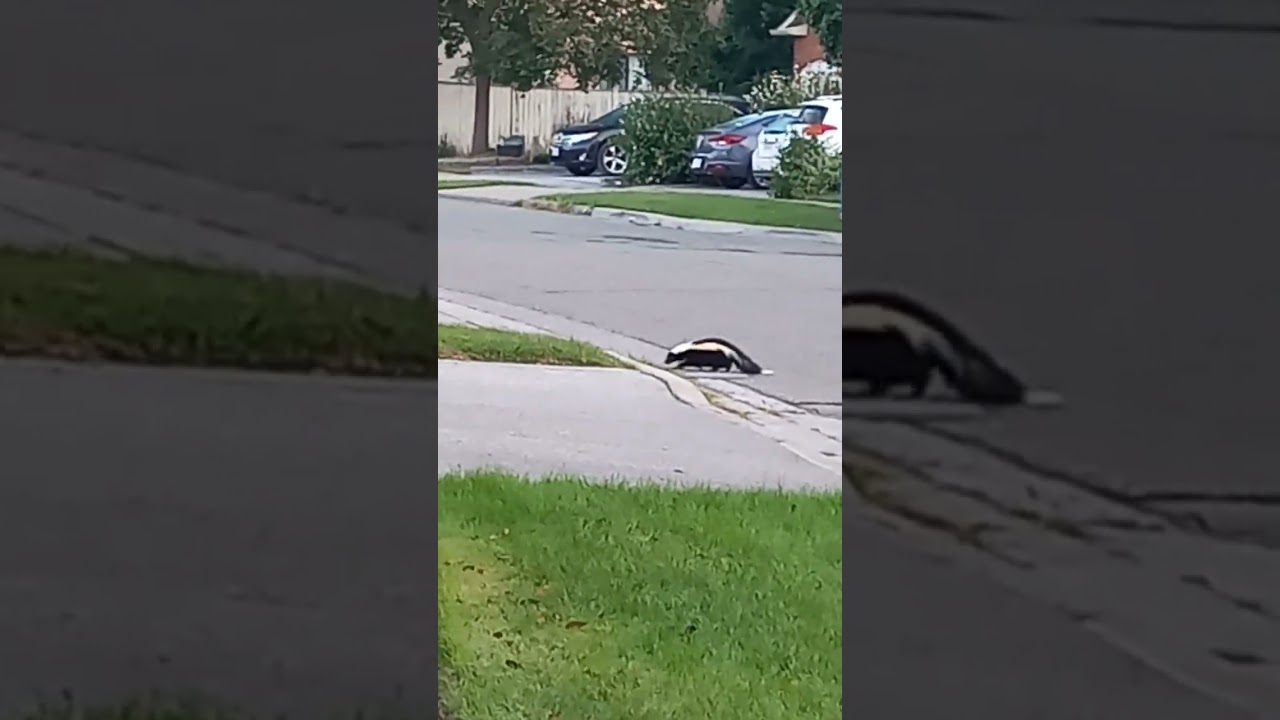 Skunk in my neighborhood #nature #wild animal #viral #ytshorts