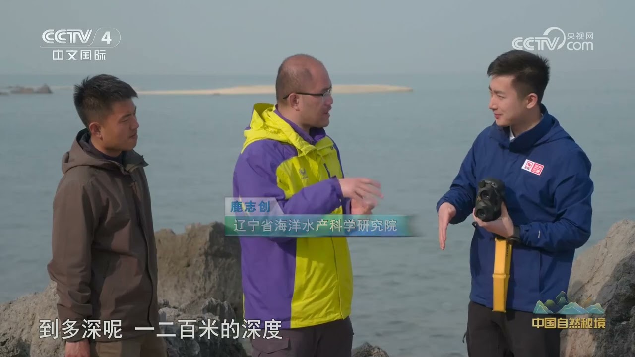 [远方的家]蔚蓝之境 生命摇篮 渤海辽东湾：寻找斑海豹 | 中华地图
