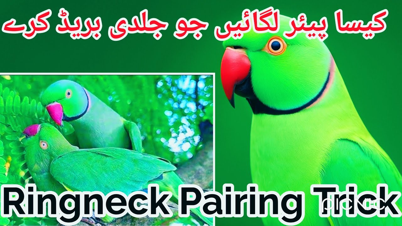 Best Ringneck Pairing for Breeding 🦜 | Which Pair Gives Eggs Fast?