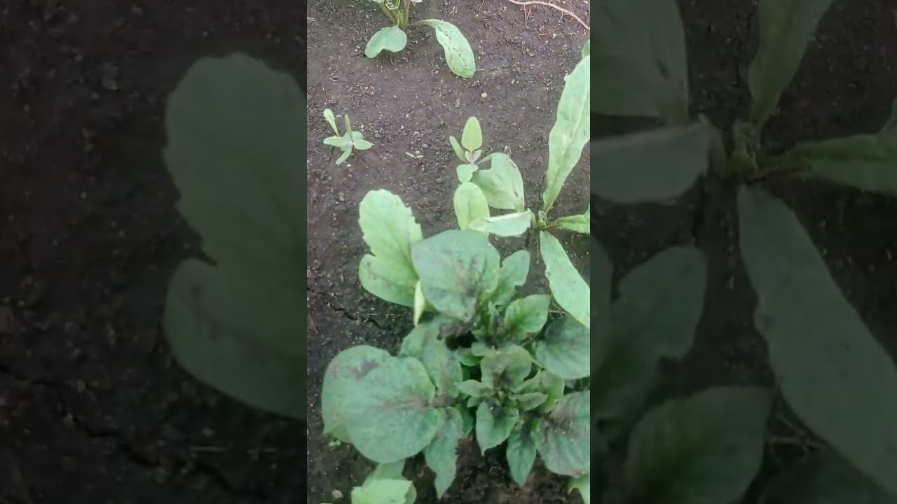 Еда без вреда:выращиваем овощи и фрукты без химии . Готовим дома.