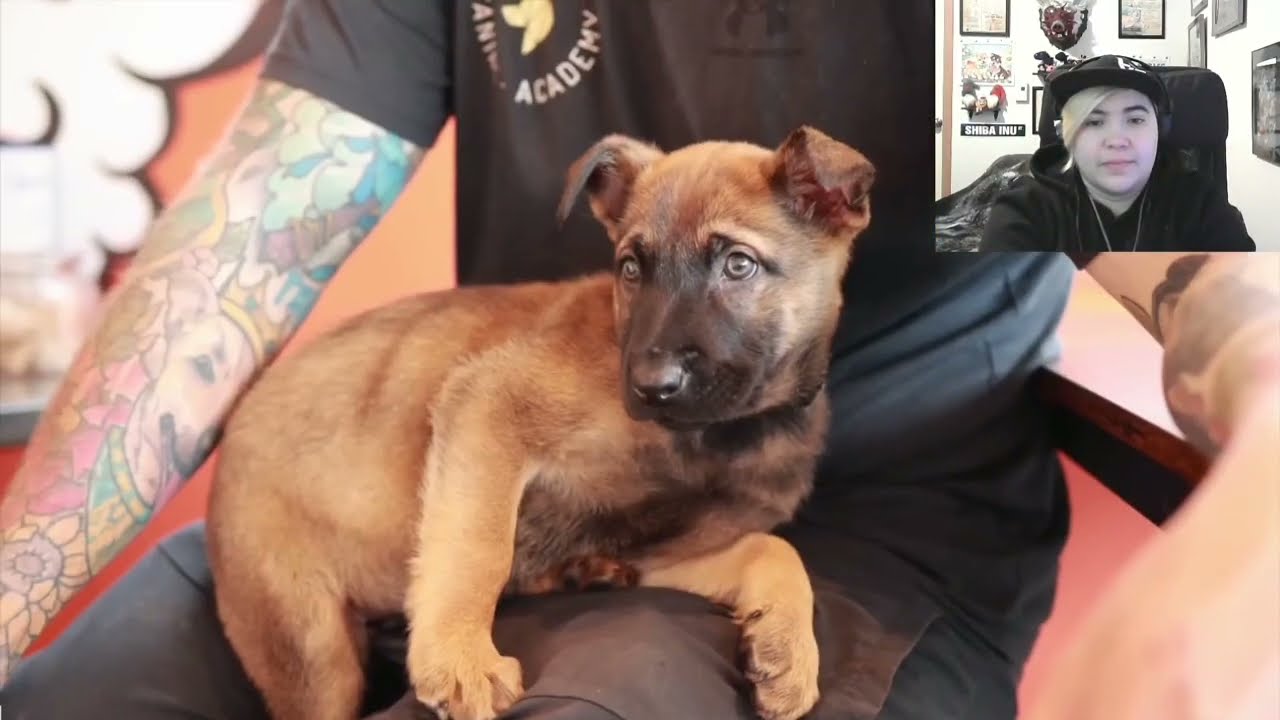 Yorkshire Canine Academy Takes No Accountability!  - Dog Training Review