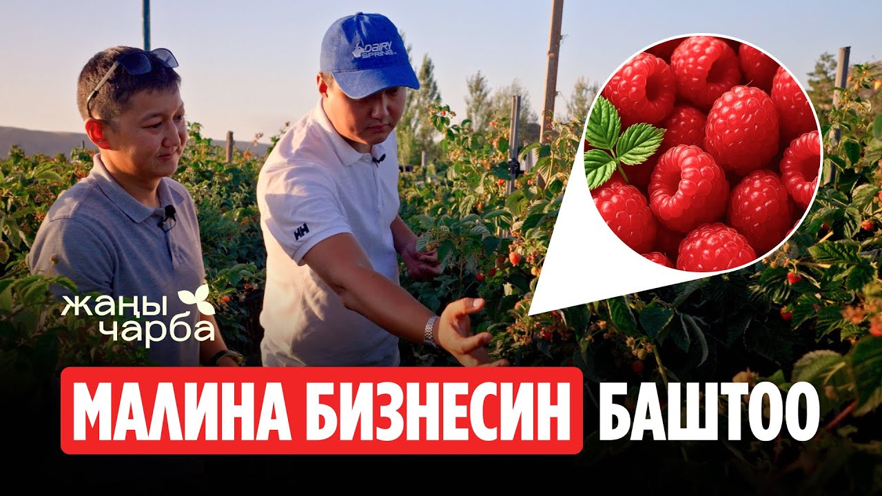 1,5 ТОННА МАЛИНА 15 сотиктен РЕАЛДУУ | Жаңы Чарба