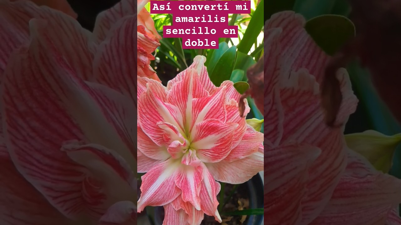 Así convertí mi amarilis sencillo en doble