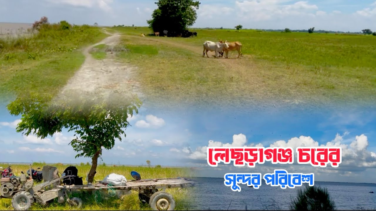 লেছড়াগঞ্জ চরের অনেক সুন্দর দৃশ্য || দেখলে আপনার মন ভালো হয়ে যাবে || হরিরামপুর মানিকগঞ্জ 