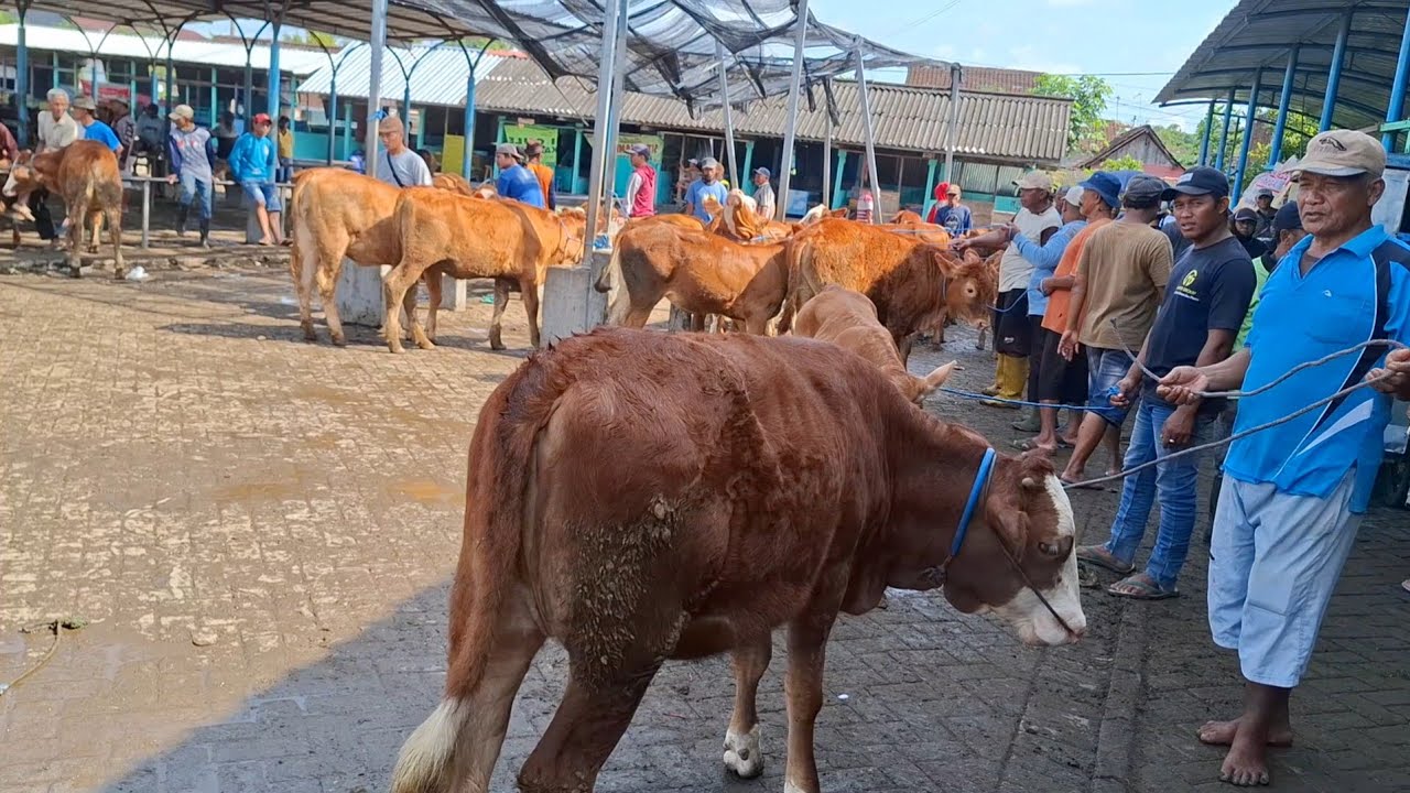 MURRAHH HARGA SIANG‼️11 JUTA NEGO DAPAT 2 EKOR PEDET BETINA | PASAR SAPI GUYANGAN NGANJUK ||