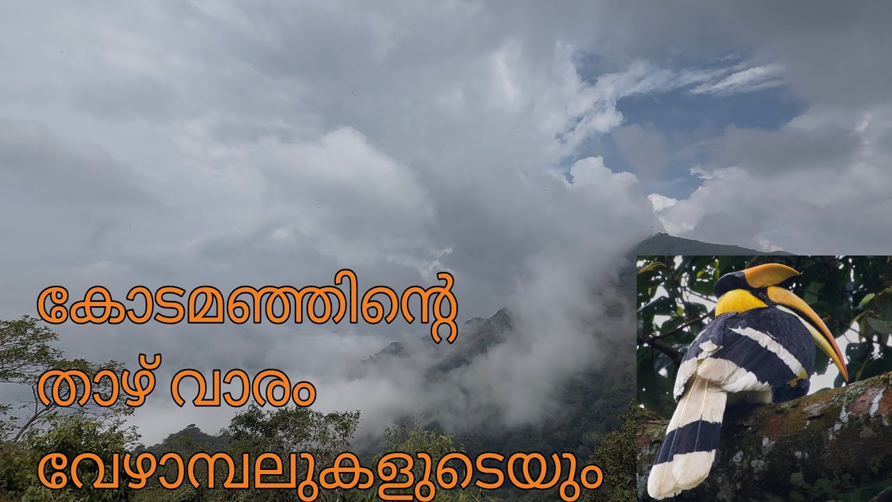 കോടമഞ്ഞും കാട്ടിയും മലമുഴക്കി വേഴാമ്പലും നെല്ലിയാമ്പതിയിൽ | kerala wild animals | one day trip 