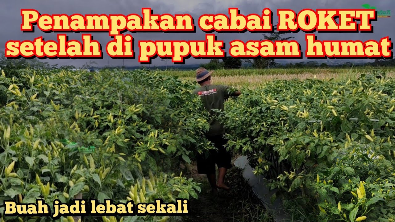 Cabai rawit ROKET aman dari cacar buah dan virus gemini