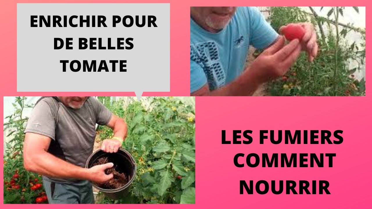 Enrichissez vos pieds de tomates au fumier de cheval  horse manure for your tomatoes !