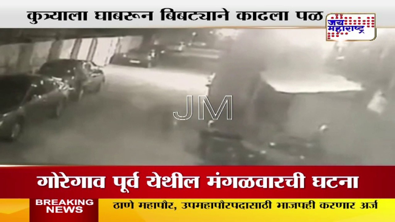 Shocking video: Dog attack leopard in Mumbai; Incident caught on camera