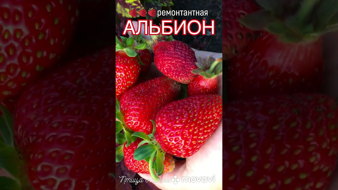 Земляника Альбион #shorts  #птицасчастья