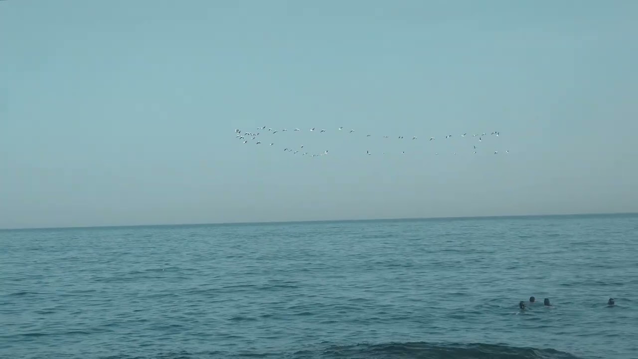 Trailer | And the Fish Fly Above Our Heads | Dima El-Horr