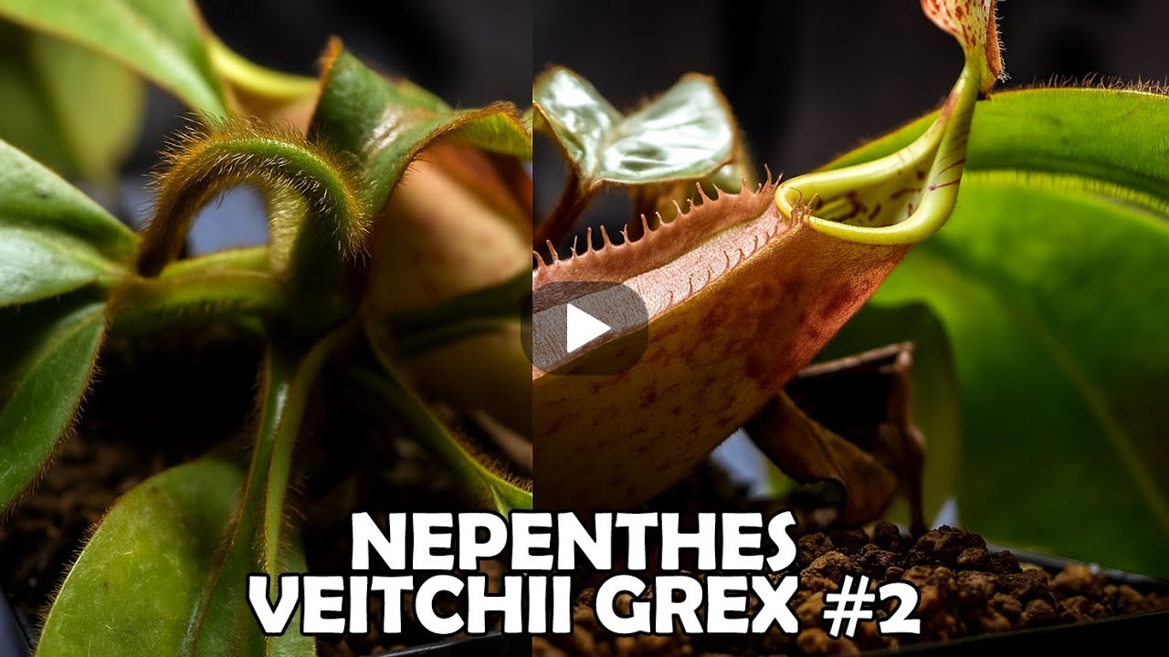 Mastering Nepenthes Veitchii Grex #2: History, Care, & Growing Tips
